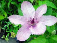 clematis john paul II.JPG